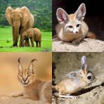 level 5481