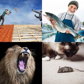 4 bilder 1 wort level 3485