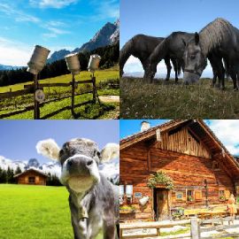 4 bilder 1 wort level 3609