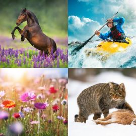 4 Bilder 1 Wort level 2709