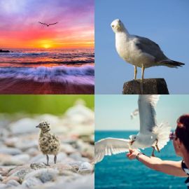 4 Bilder 1 Wort level 2655