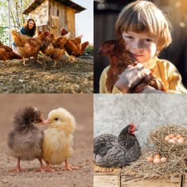 4 Bilder 1 Wort Oktober 10 2024 Bonus Puzzle