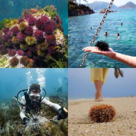 4 Bilder 1 Wort Juli 4 2025 Bonus Puzzle