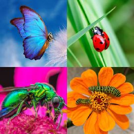 4 Bilder 1 Wort April 1 2026 Bonus Puzzle