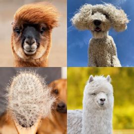 4 Bilder 1 Wort level 118